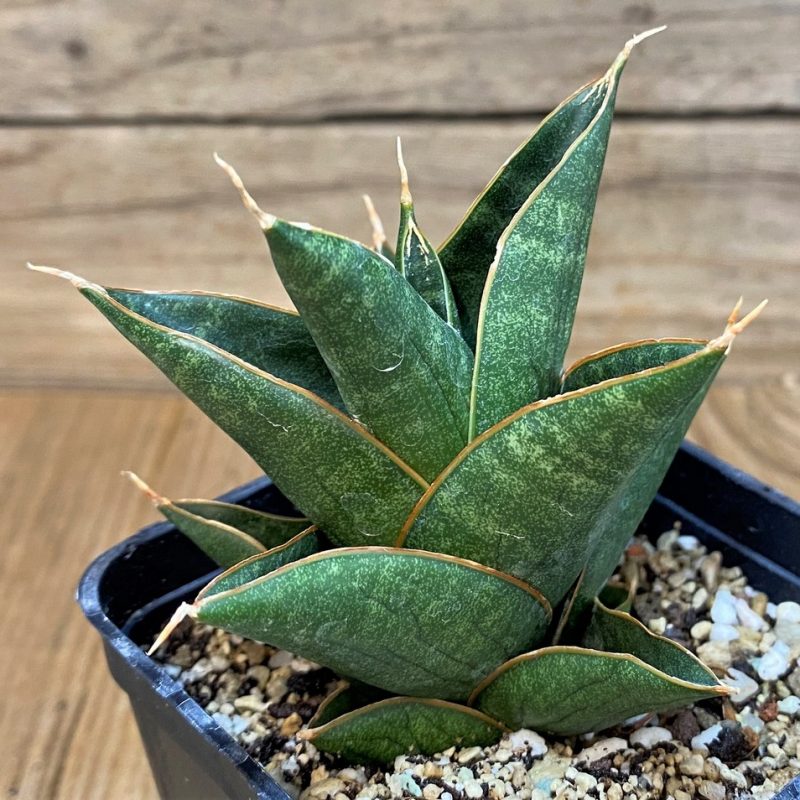 SH23399 Sansevieria 'Nillakan'