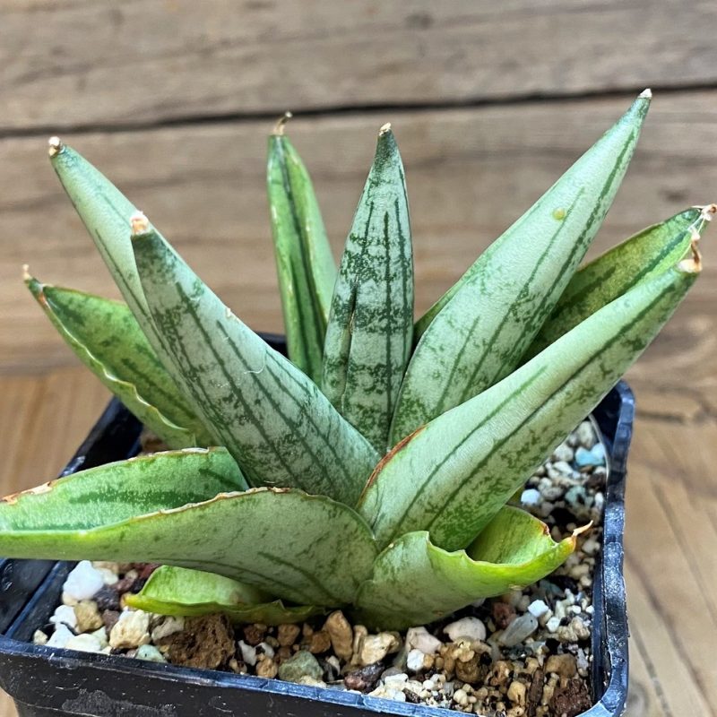 SH23379 Sansevieria ‘Rookie’