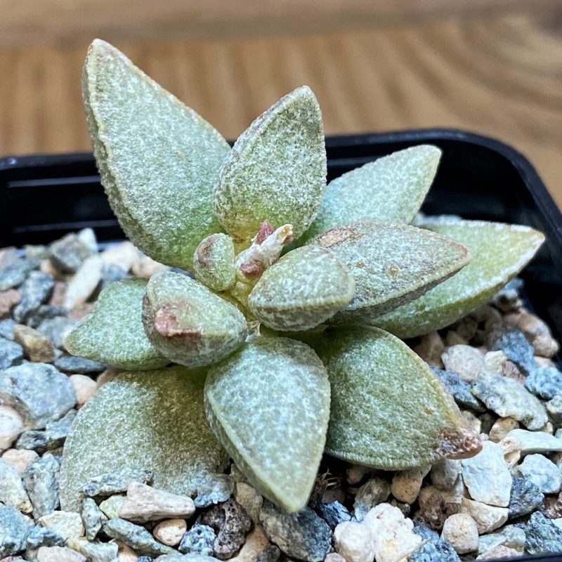SH26983 Adromischus marianiae hybrid
