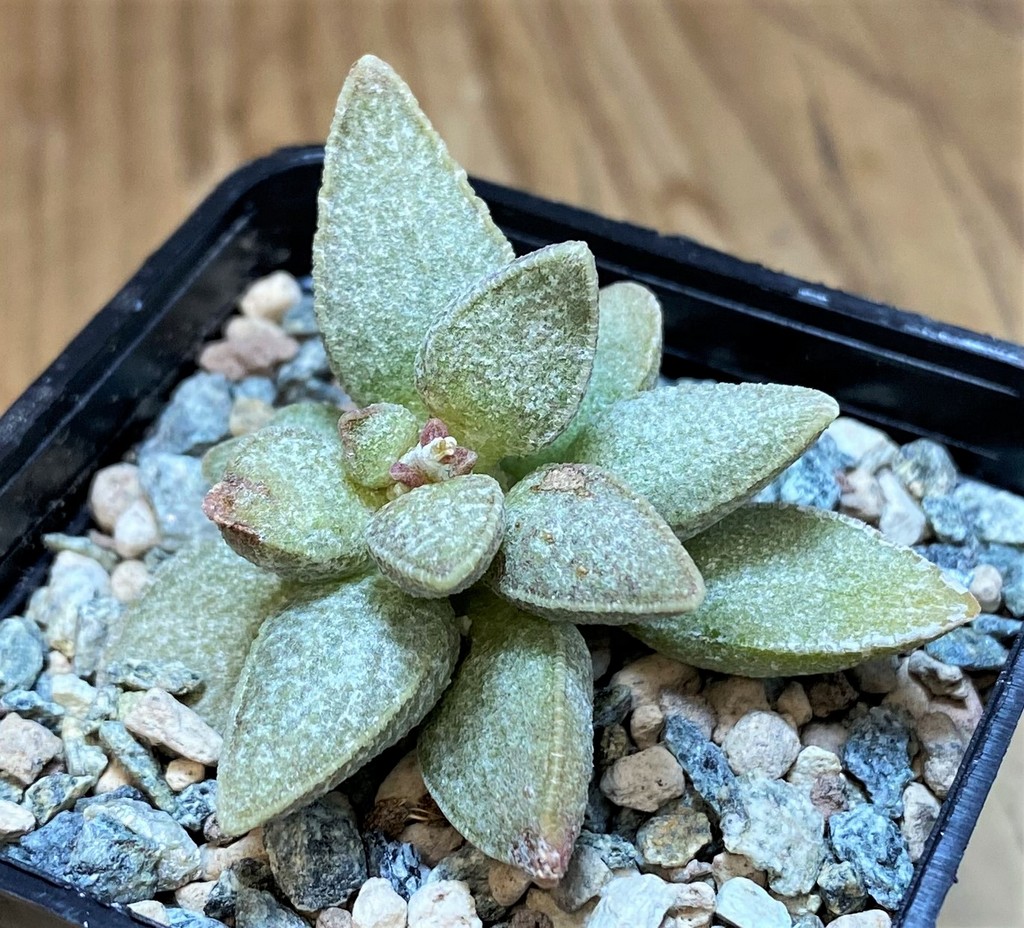 SH26983 Adromischus marianiae hybrid – Bild 2
