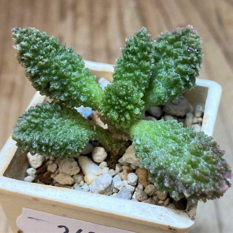 SH26984 Adromischus marianiae f. herrei