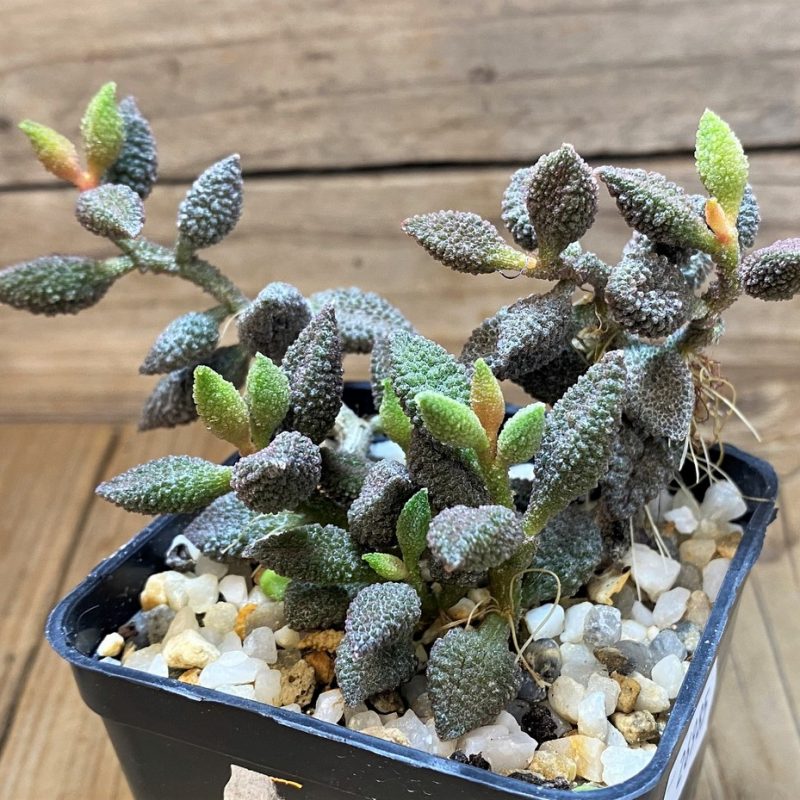 SH26985 Adromischus marianiae f. herrei