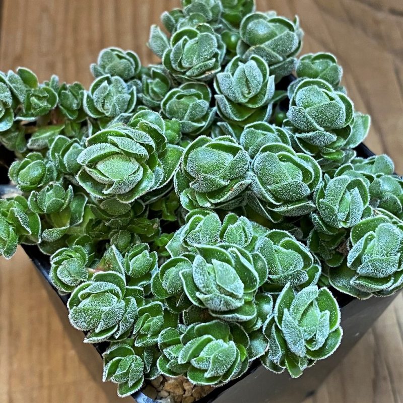 SH26986 Crassula ‘Ivory Pagoda’