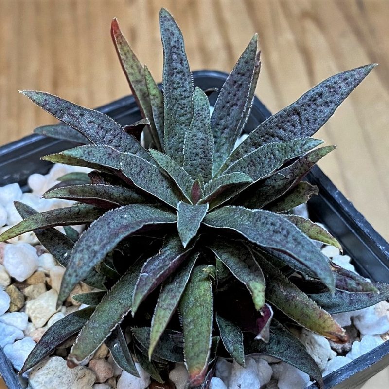 SH26987 Crassula rubicunda