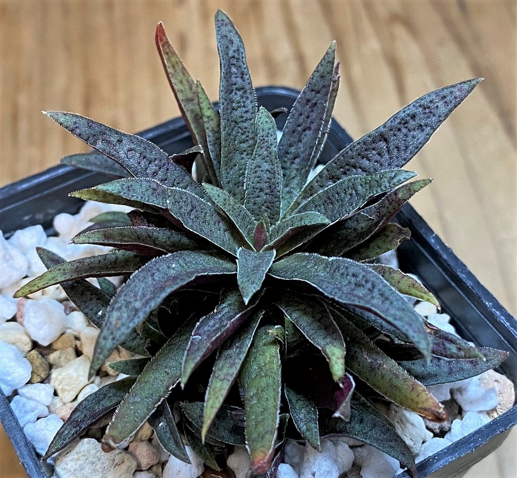 SH26987 Crassula rubicunda