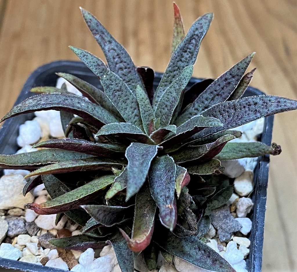 SH26987 Crassula rubicunda - Image 2