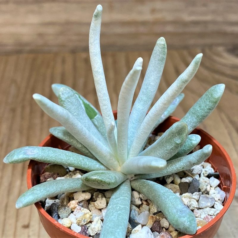 SH26988 Senecio scaposus