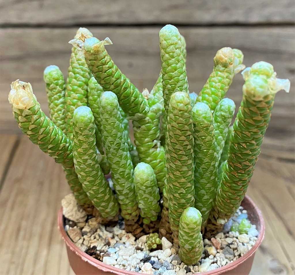 SH26989 Avonia papyracea - immagine 2