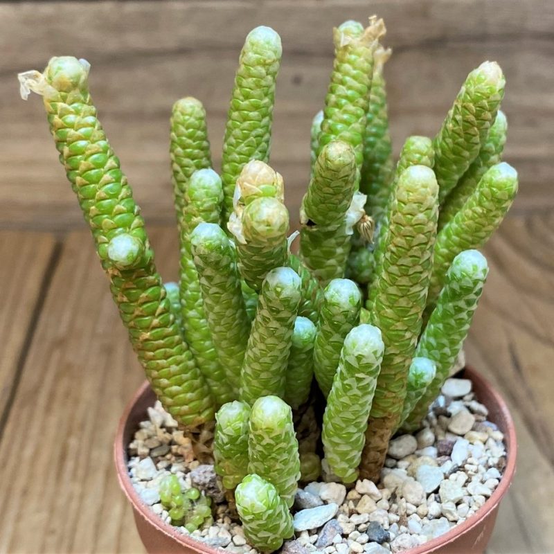 SH26989 Avonia papyracea