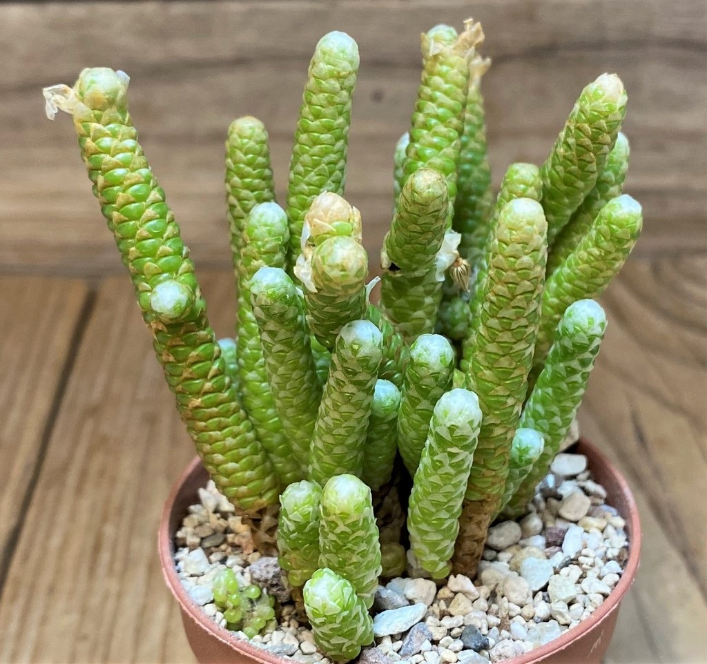 SH26989 Avonia papyracea