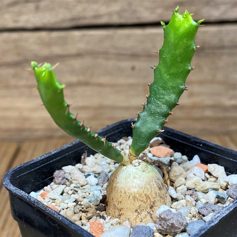 SH26991 Euphorbia stellata