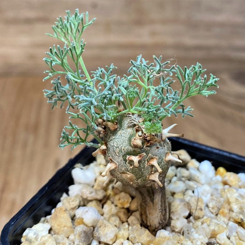 SH26992 Sarcocaulon peniculinum