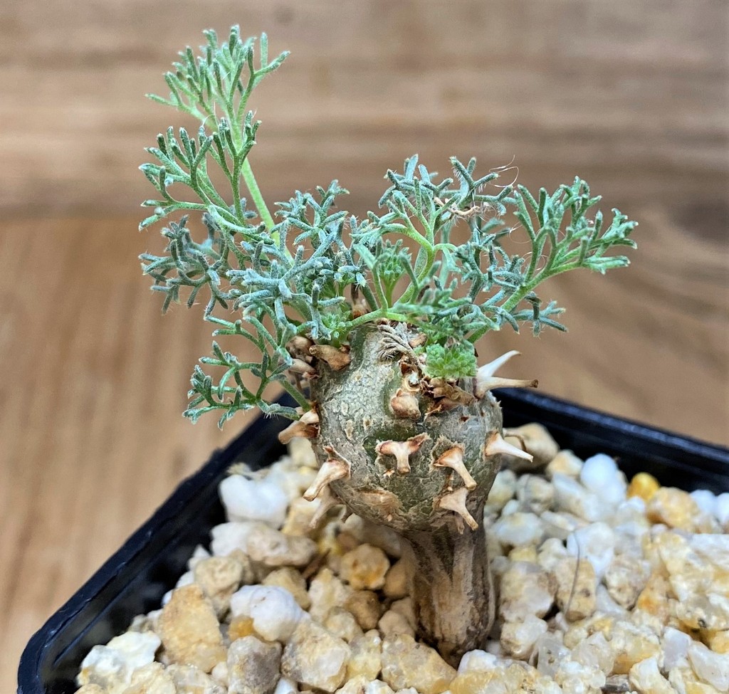 SH26992 Sarcocaulon peniculinum