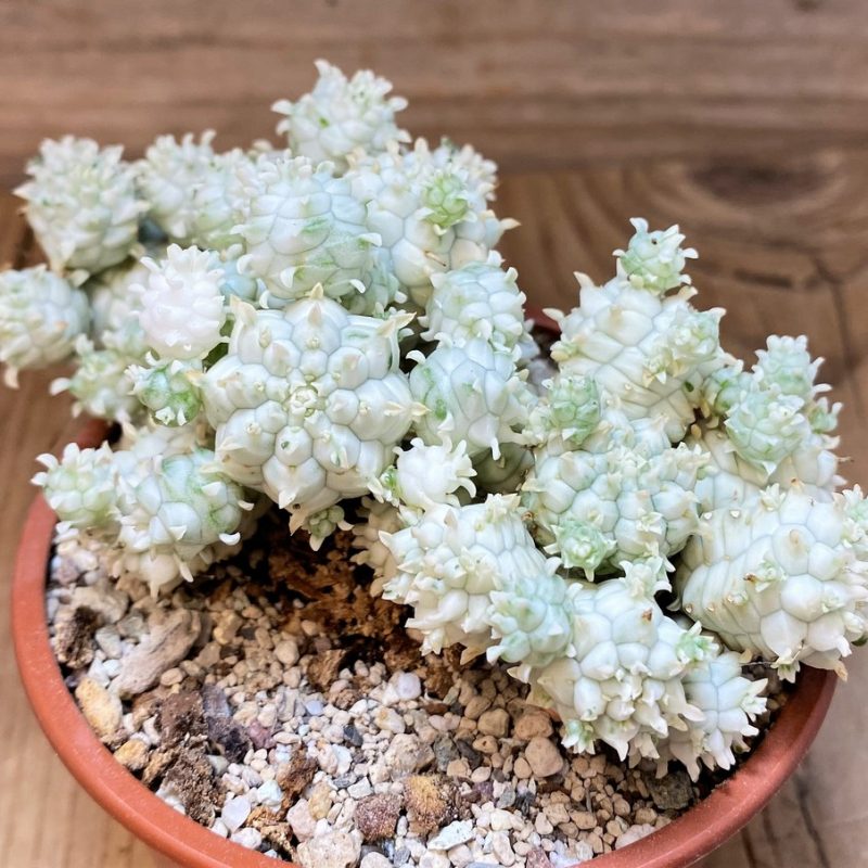 SH26993 Euphorbia mammillaris f. variegata