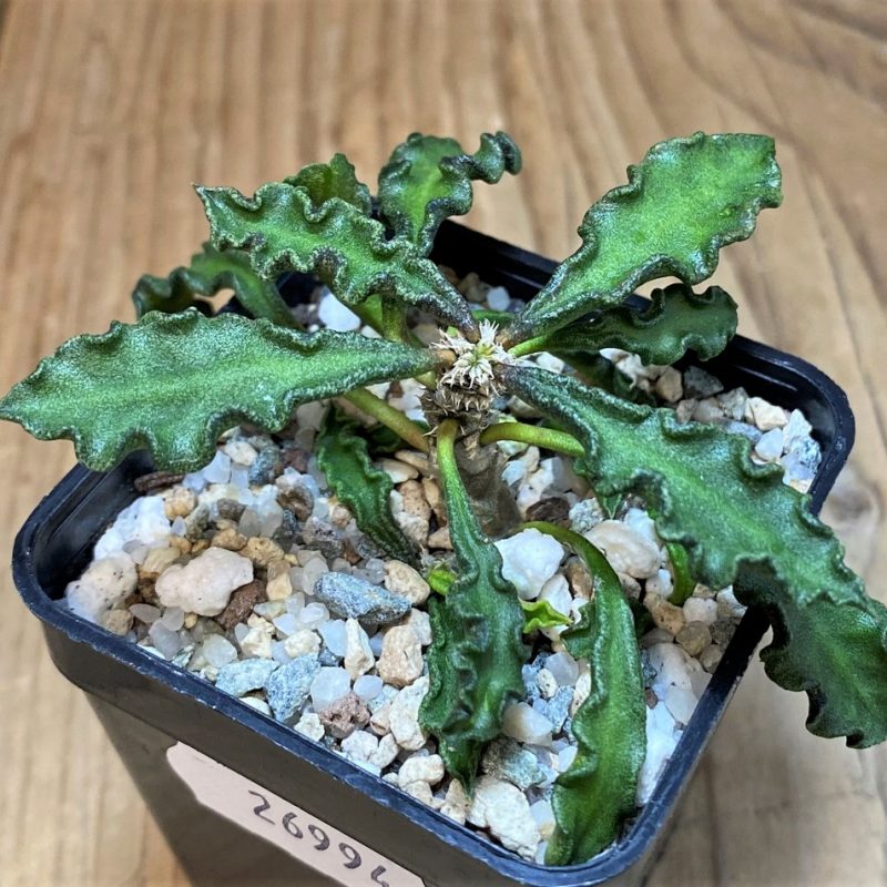 SH26994 Euphorbia decaryi v. spirosticha