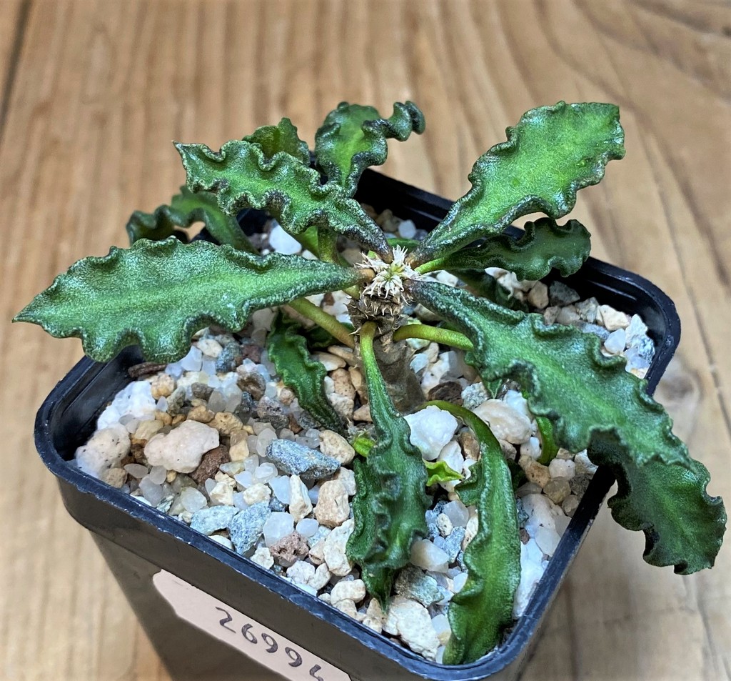 SH26994 Euphorbia decaryi v. spirosticha