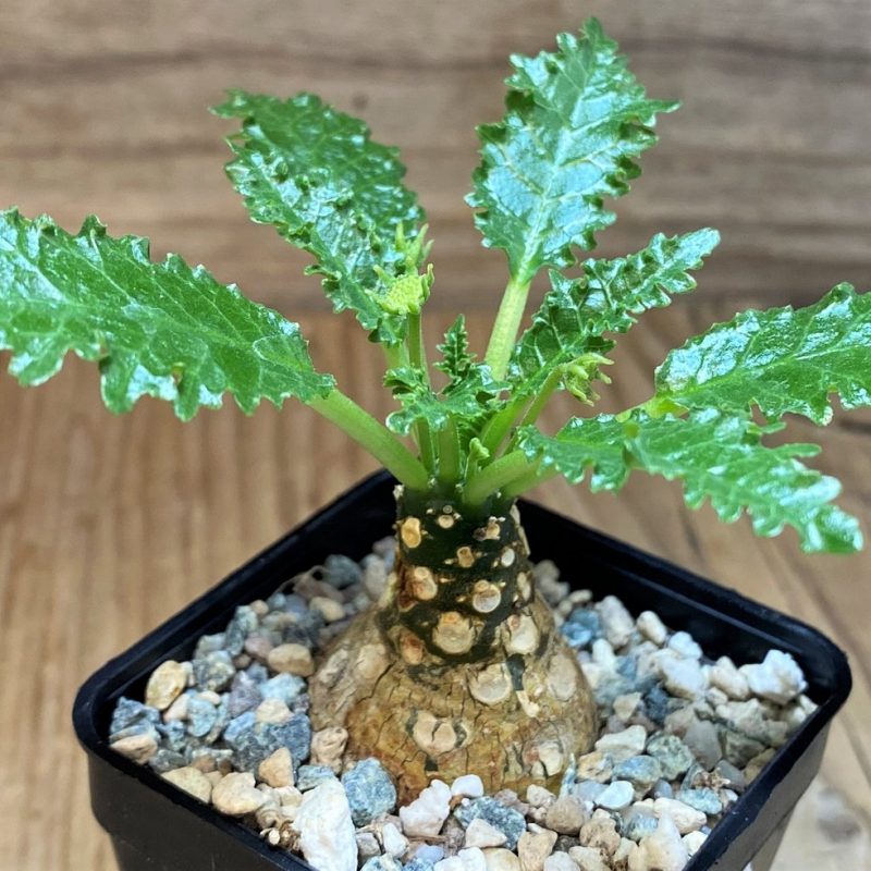 SH26995 Dorstenia horwoodii