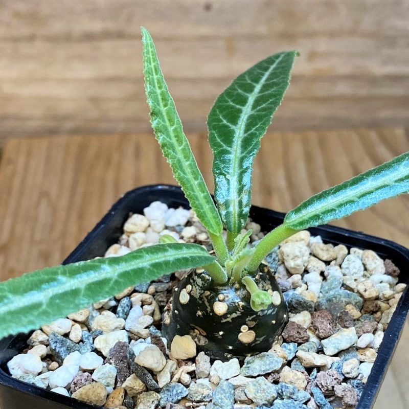 SH26996 Dorstenia lancifolia
