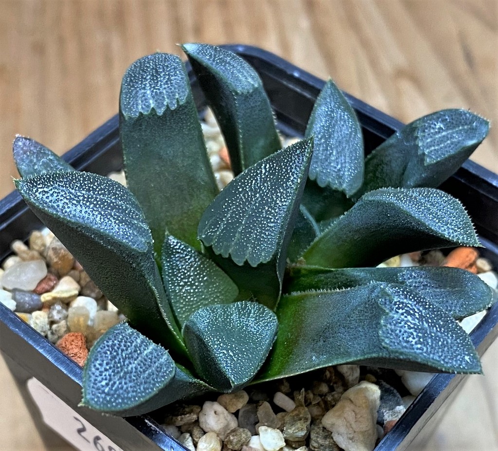 SH26954 Haworthia bayeri – Image 2
