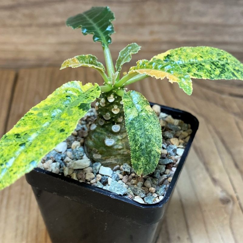 SH26997 Dorstenia hybrid f. variegata