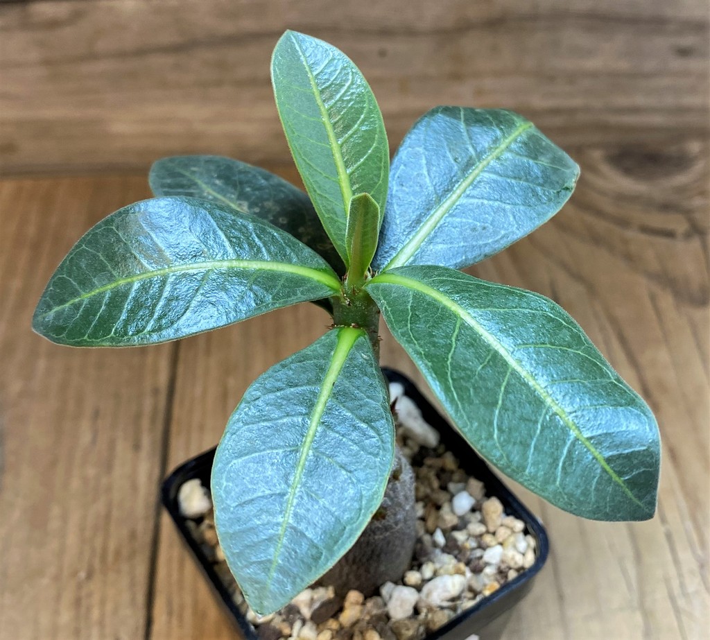 SH26998 Adenium arabicum ‘Black Body’ - immagine 2