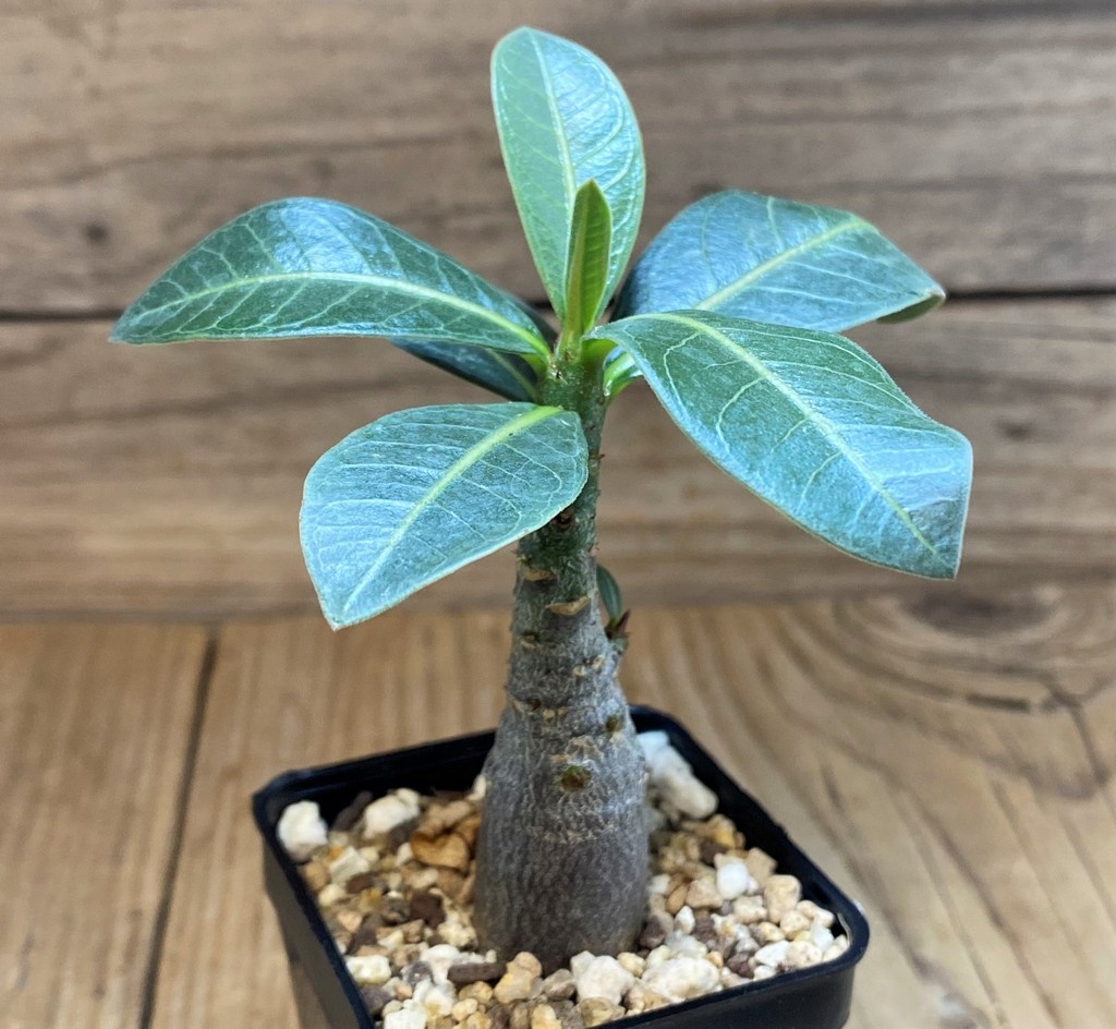 SH26998 Adenium arabicum ‘Black Body’