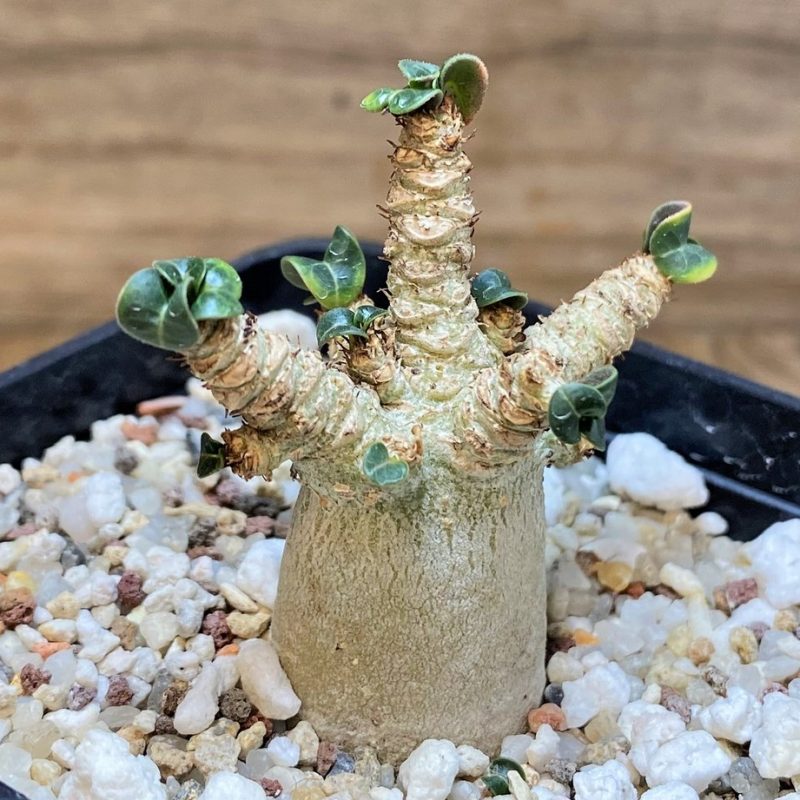SH26999 Adenium arabicum DHA