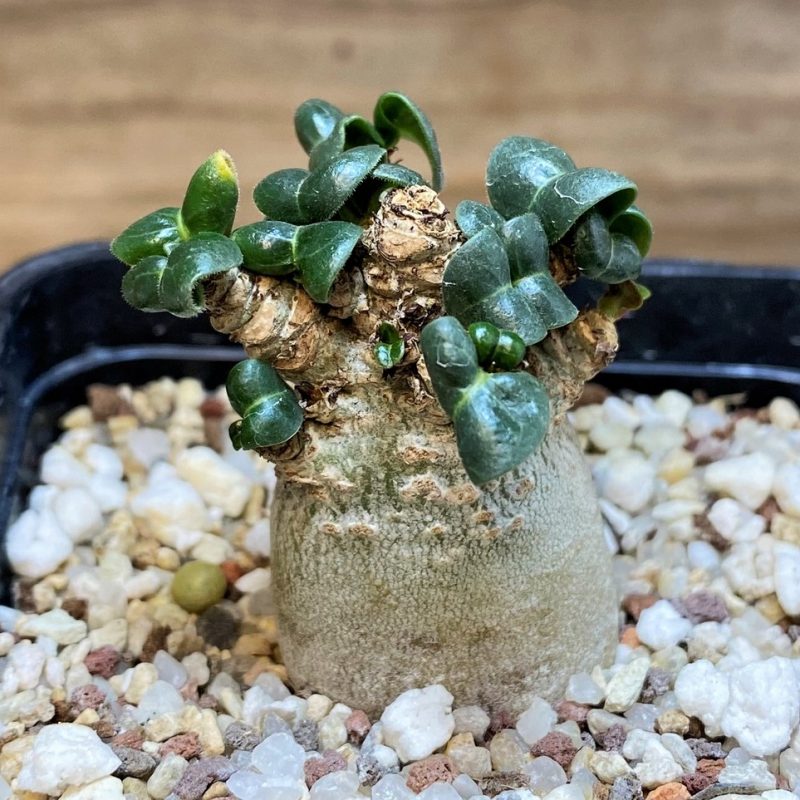 SH27000 Adenium arabicum DHA