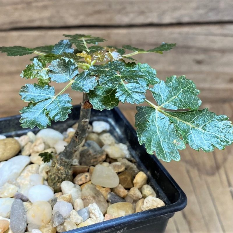 SH27001 Boswellia dioscoridis