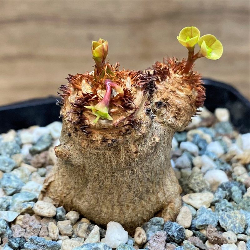 SH27002 Euphorbia ramena