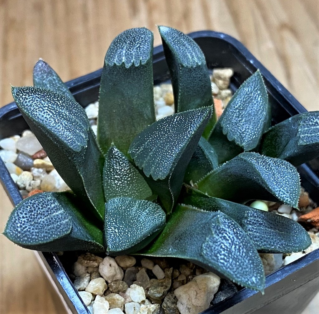 SH26954 Haworthia bayeri