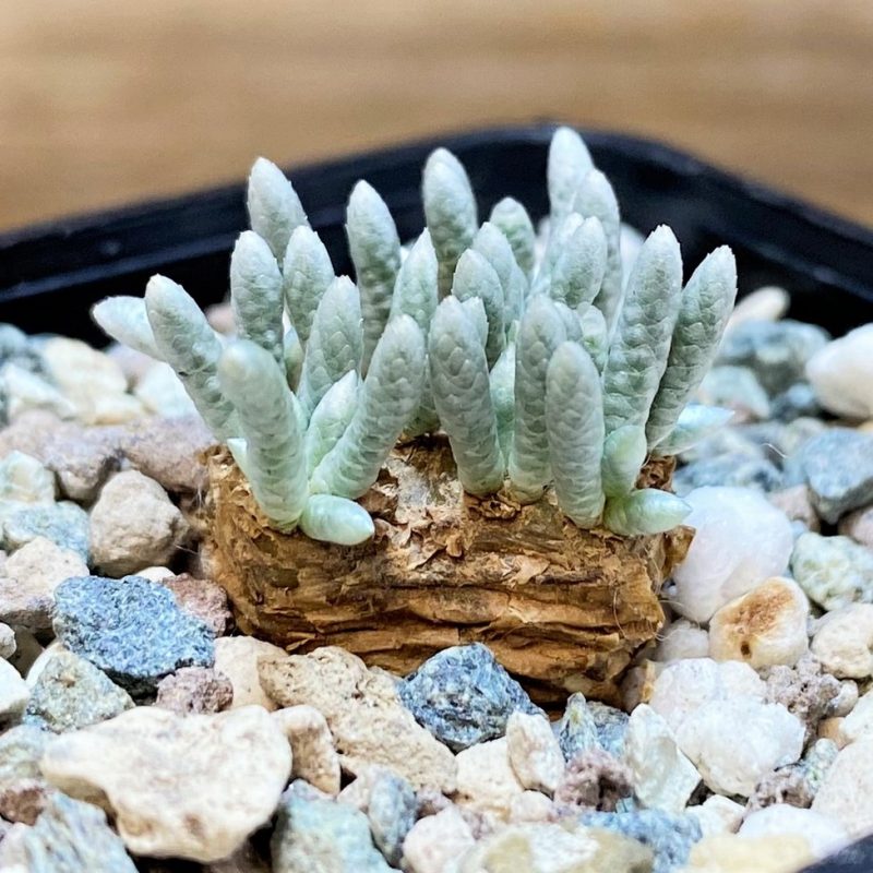 SH27003Avonia alstonii