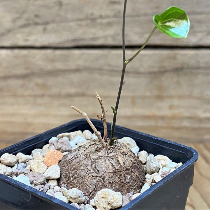 SH27004 Dioscorea elephantipes