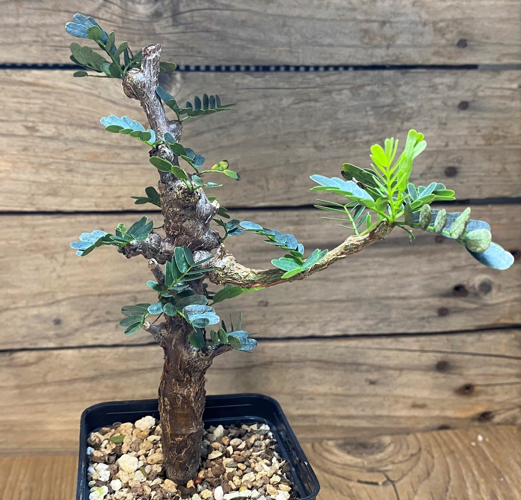 SH27005 Senna meridionalis – Bild 2