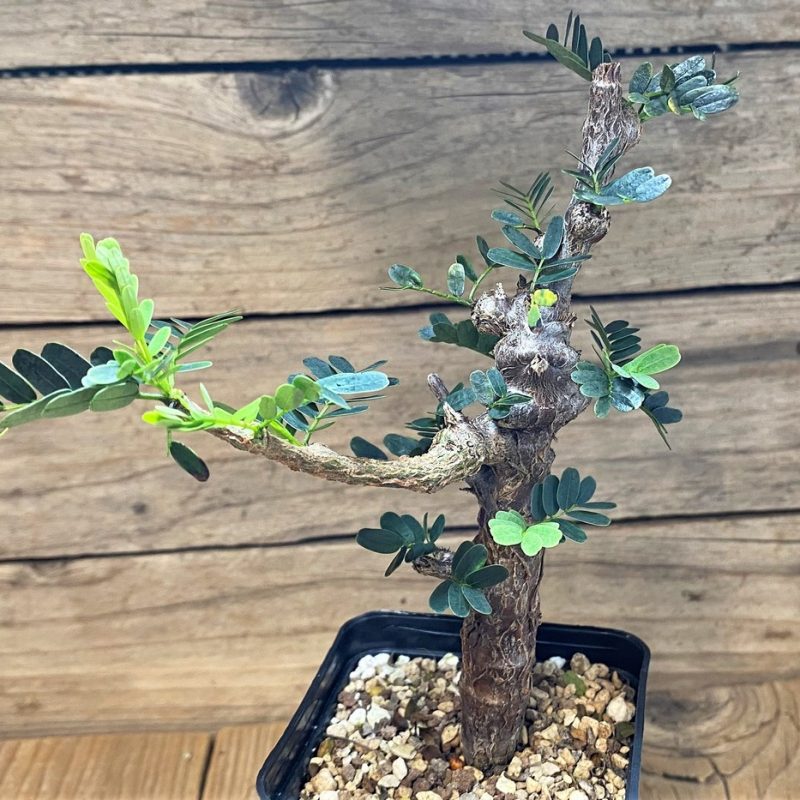 SH27005 Senna meridionalis