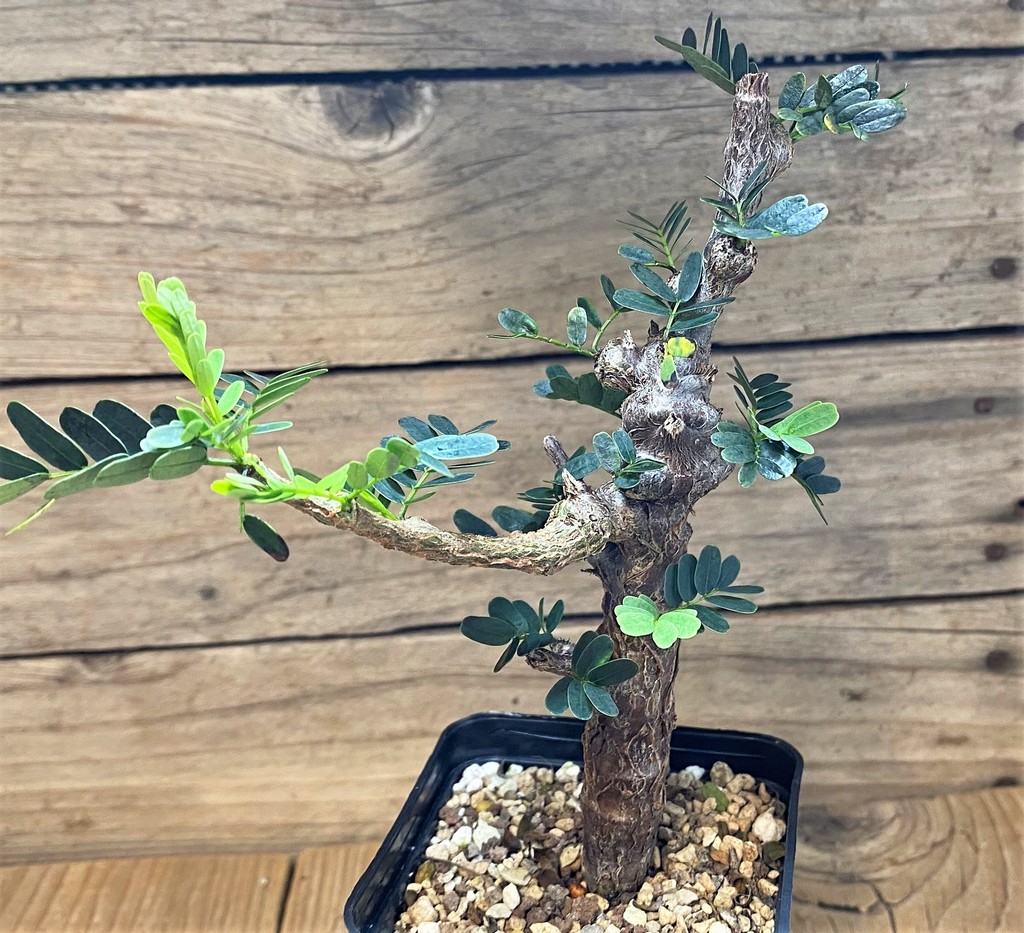 SH27005 Senna meridionalis