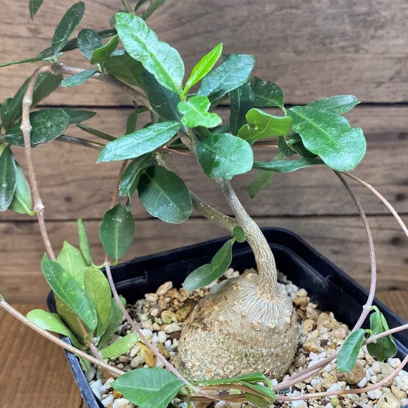 SH27006 Fockea edulis