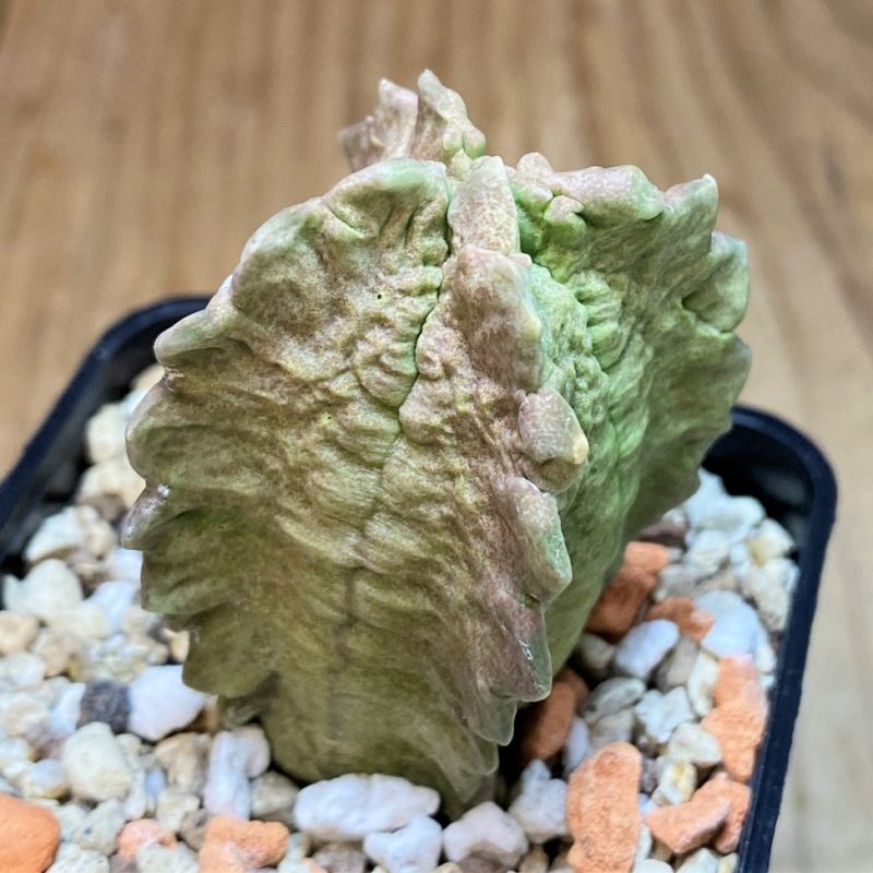 SH27007 Whitesloanea crassa