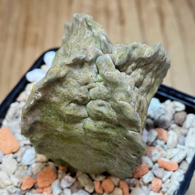 SH27008 Whitesloanea crassa