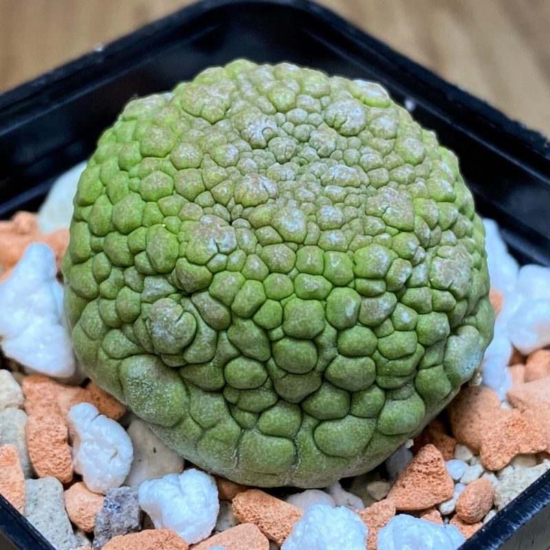 SH27009 Pseudolithos migiurtinus