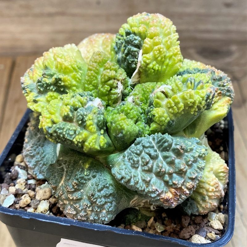 SH27010 Ariocarpus fissuratus 'Godzilla' f. variegata, grafted Pereskiopsis