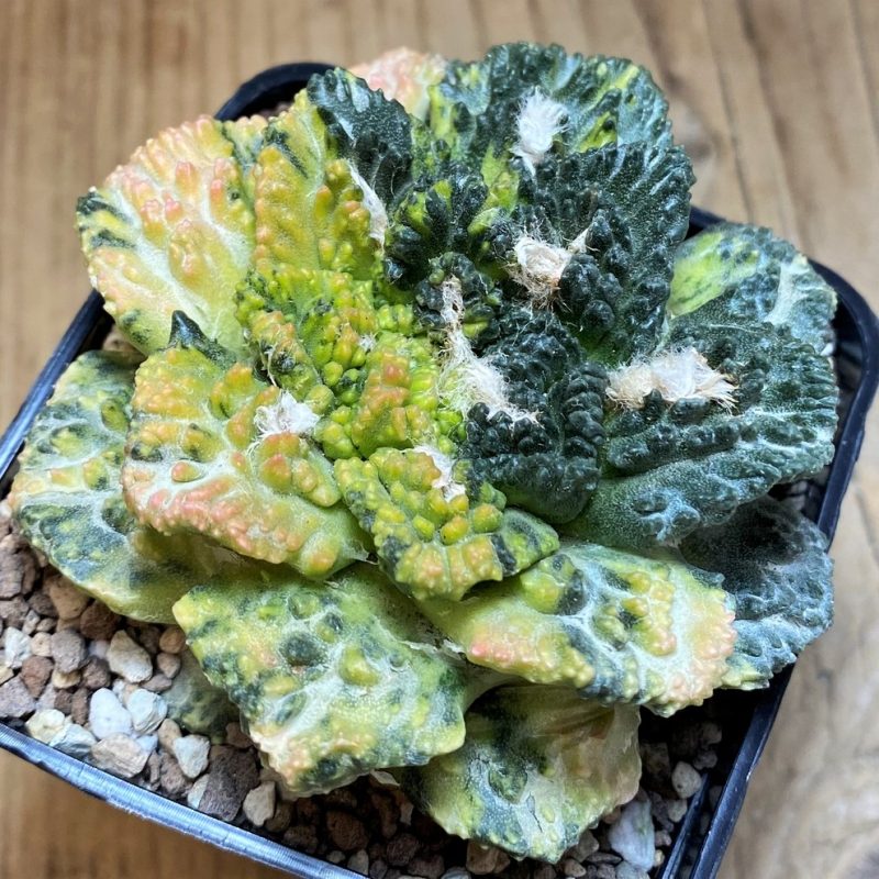 SH27011 Ariocarpus fissuratus 'Godzilla' f. variegata, grafted Pereskiopsis