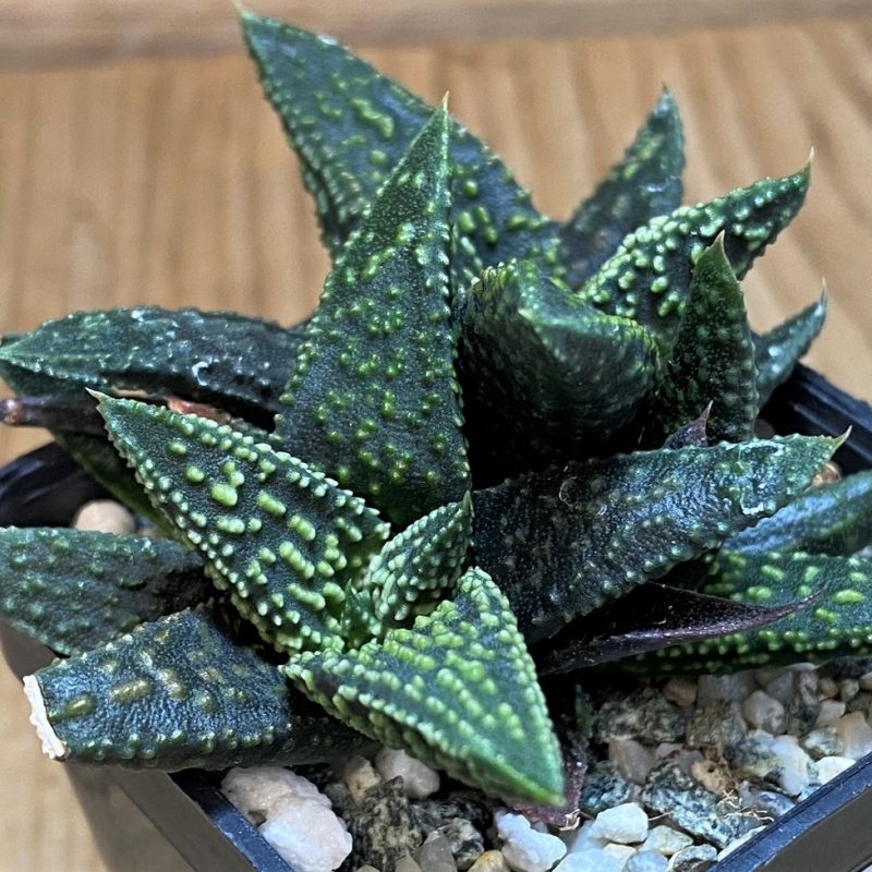 SH26956 Haworthia pumila x ‘Kintaikyo’