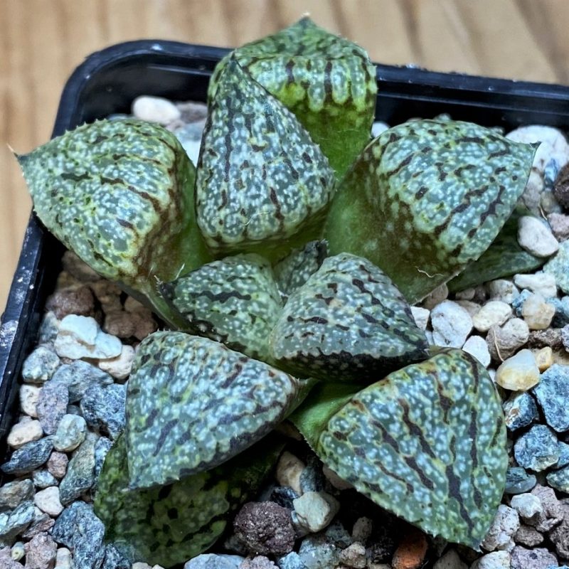 SH26958 Haworthia picta -Japan-