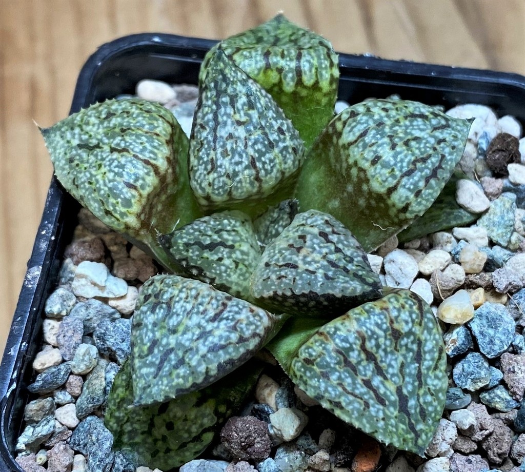 SH26958 Haworthia picta -Japan-