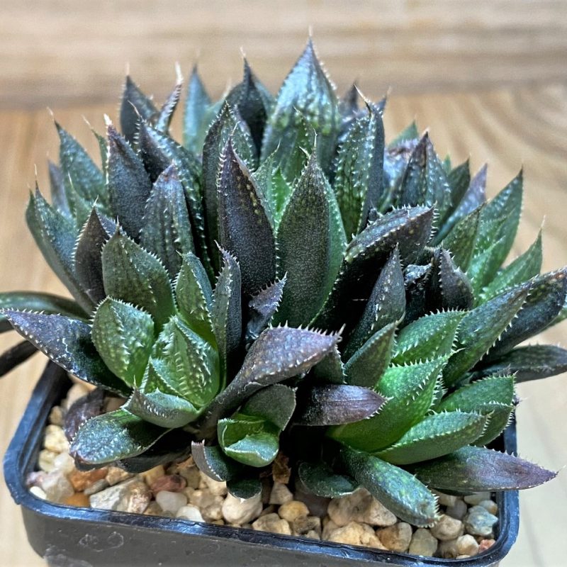 SH26950 Haworthia hybrid