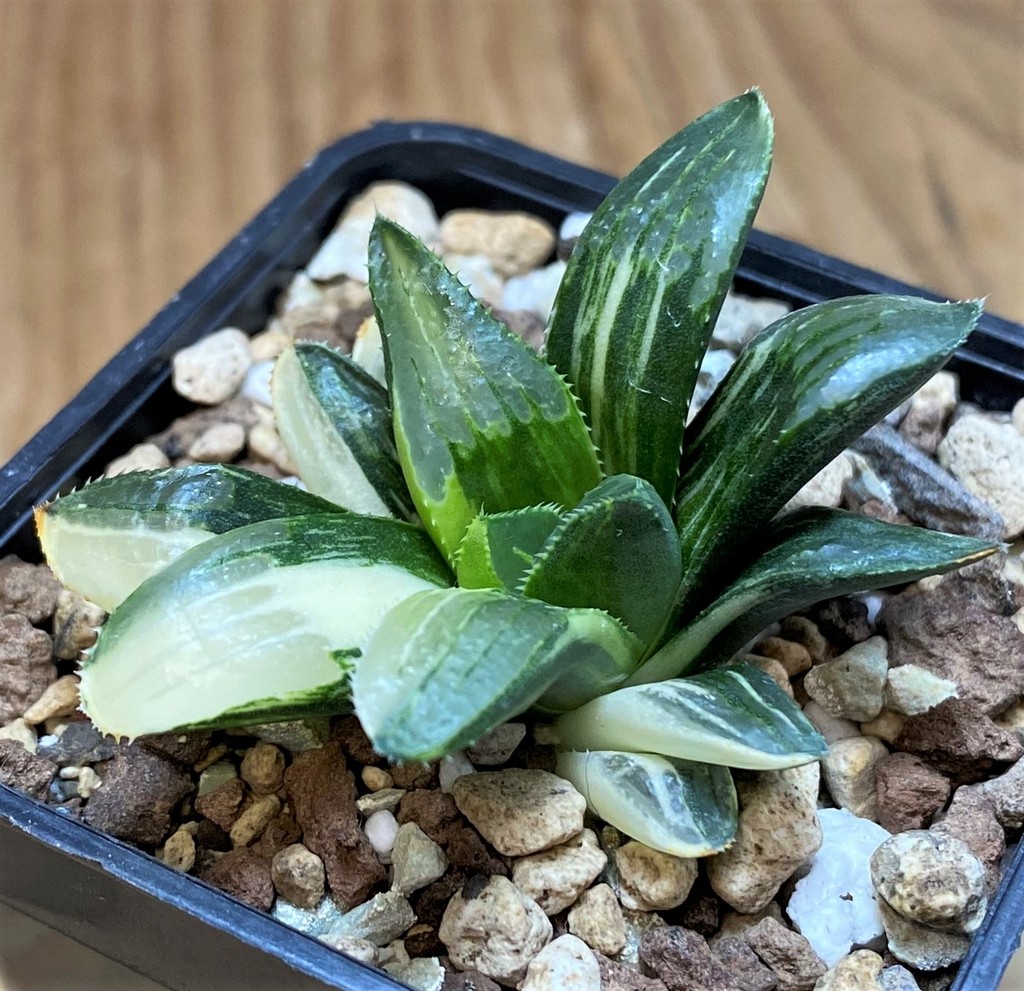 SH26960 Haworthia retusa f. variegata - Зображення 2