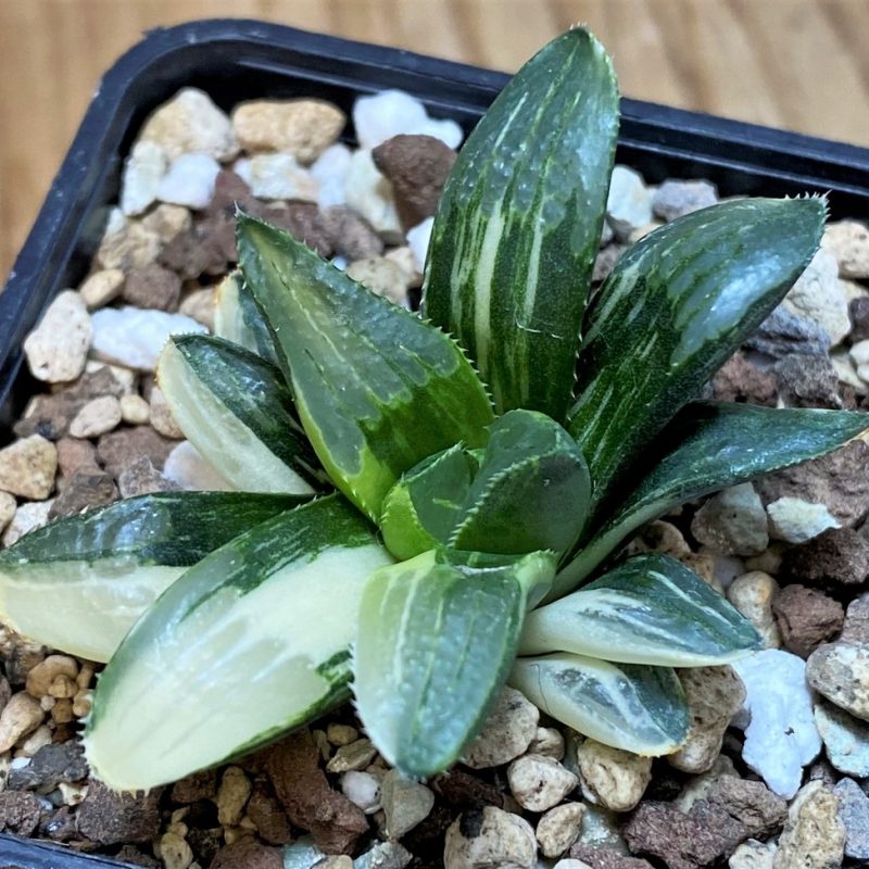 SH26960 Haworthia retusa f. variegata