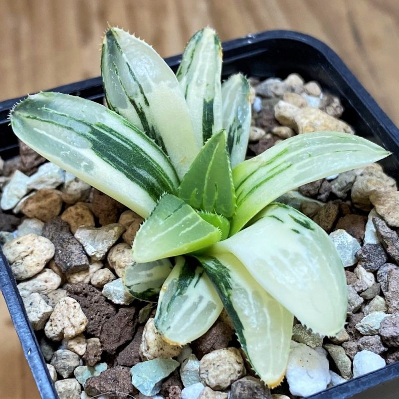 SH26961 Haworthia retusa f. variegata