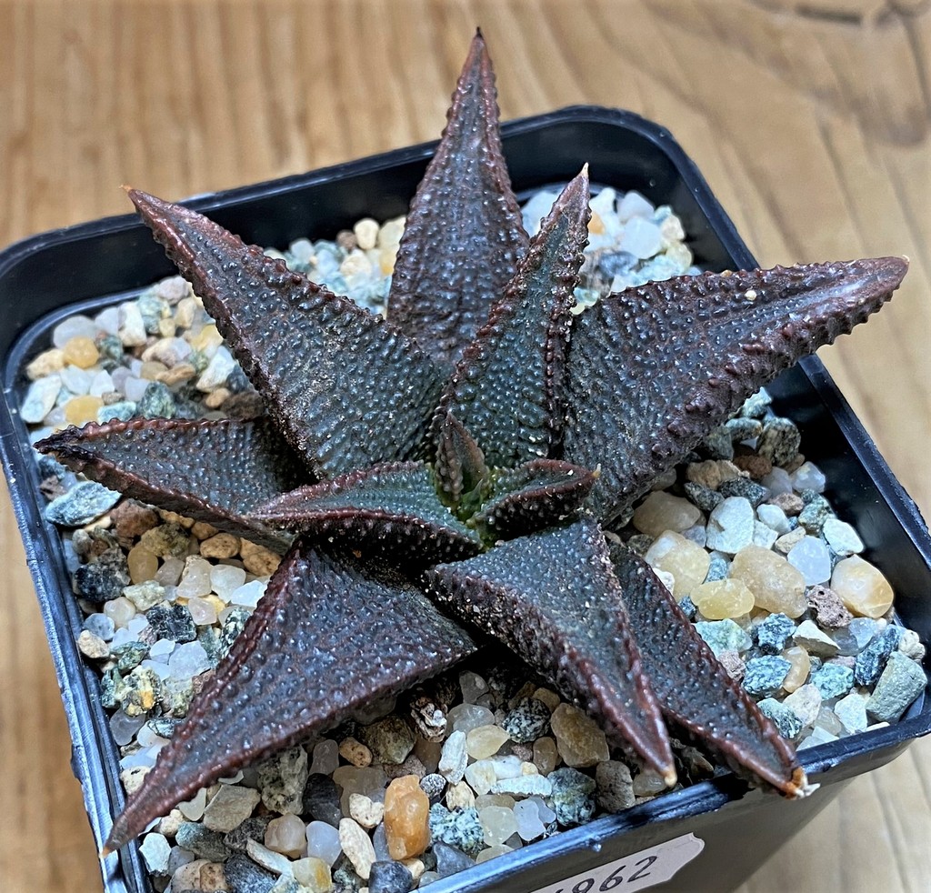 SH26962 Haworthia koelmaniorum - Imagen 2